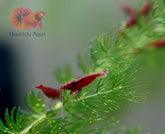 Fire Red Neocaridina Shrimp - Grade SSS++